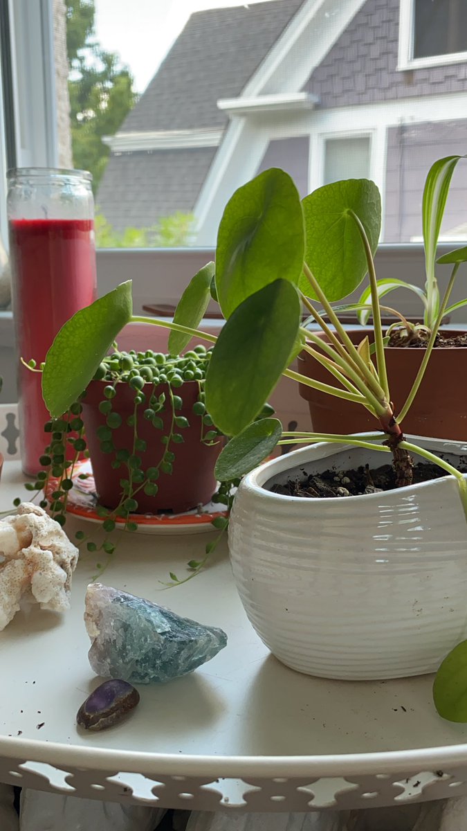 Match with me on bumble if you want to be spammed pics of my houseplants 😘