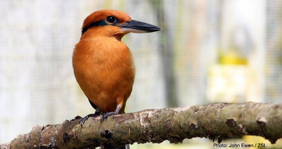 IUCN Red List (@iucnredlist) on Twitter photo Insufficient funding for #zoos due to #COVID19 could lead to extinctions. At least 77 species of plants and animals are Extinct in the Wild on the Red List, depending on human care for survival.
Read more in <a href="/ScienceMagazine/">Science Magazine</a>: ow.ly/Z0cT50ANfOF Insufficient funding for #zoos due to #COVID19 could lead to extinctions. At least 77 species of plants and animals are Extinct in the Wild on the Red List, depending on human care for survival.
Read more in <a href="/ScienceMagazine/">Science Magazine</a>: ow.ly/Z0cT50ANfOF