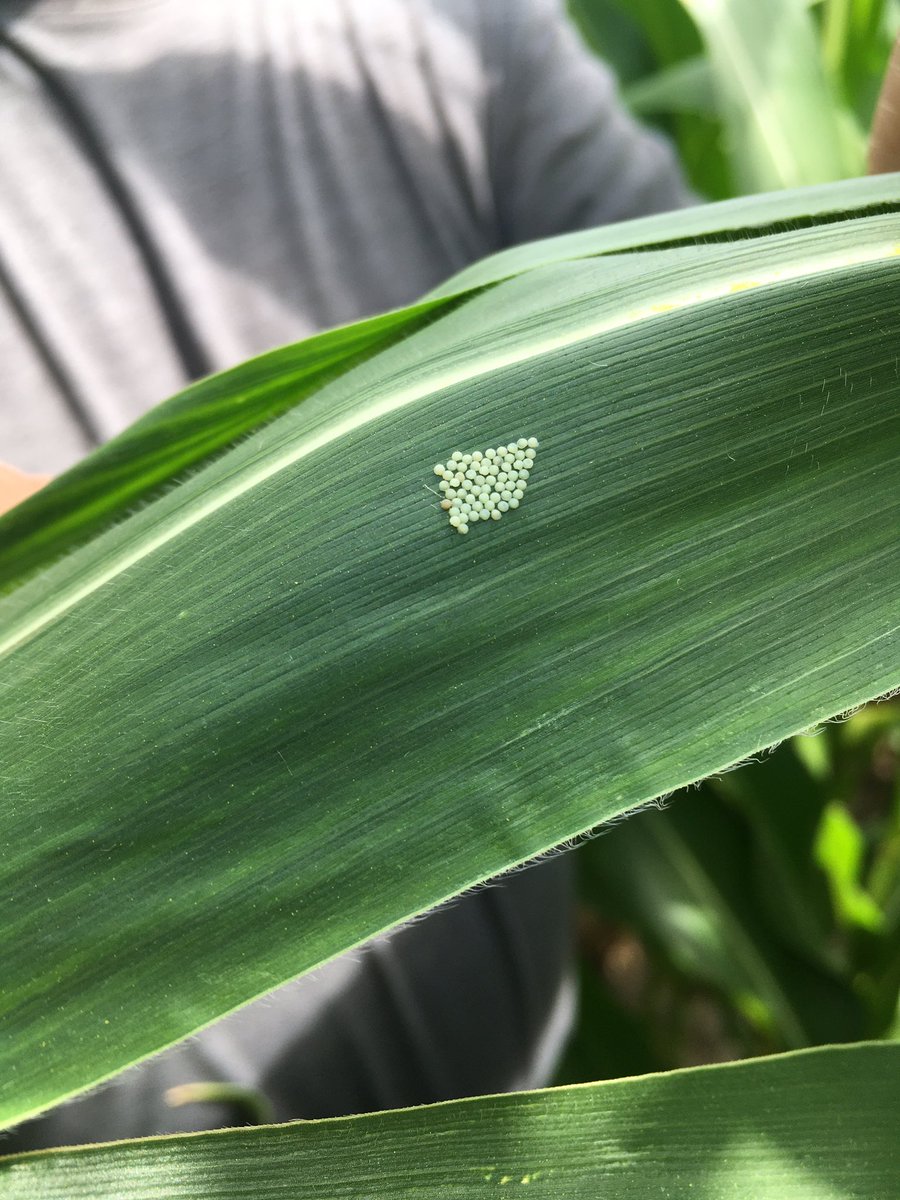 We’ve found #westernbeancutworm egg masses in the thumb of Michigan, which is further east than normal. Have you found any?