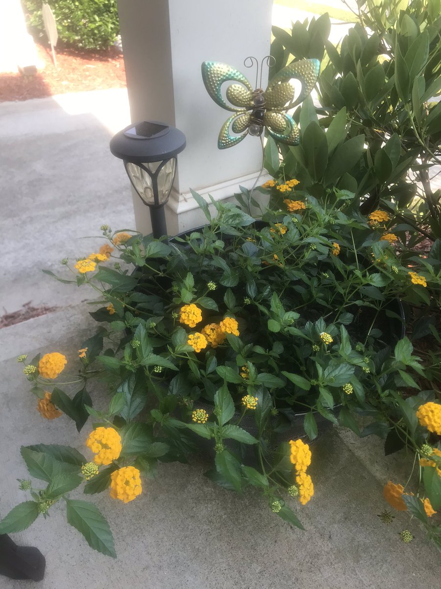 AJonesy8's tweet photo. In addition to writing I love gardening. It’s my peace and tranquil time. #garden #2020IsBadBut https://t.co/wygqGH68qq