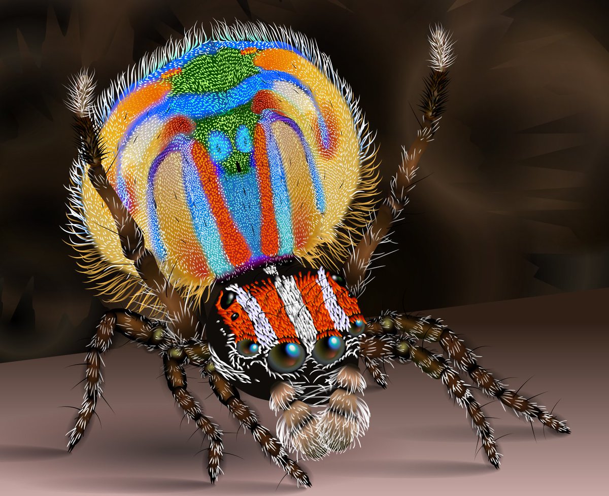 2/ Maratus volans, Male Peacock Spider (Author KDS444, Wikipedia, Creative Commons)