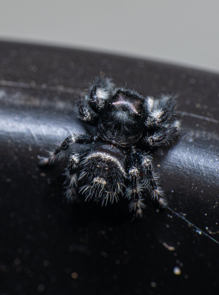 3/ Phidippus audax, Bold Jumper (Author: yours truly)