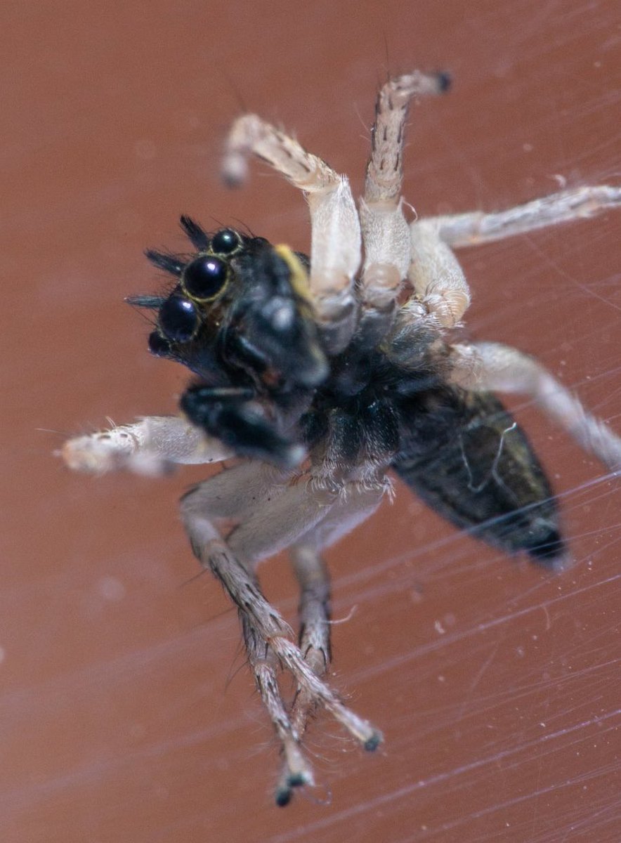 7/ Male Maevia inclemens, Dimorphic Jumper (Author: Me)