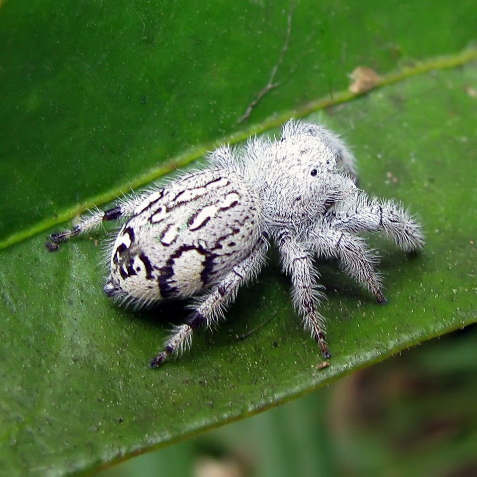 5/ Paraphidippus fartilis (Author: cyan0s1s, Reddit, Reddit - spiders - An absolutely adorable fluffy white regal jumping spider  https://www.reddit.com/r/spiders/comments/fxxvk6/an_absolutely_adorable_fluffy_white_regal_jumping/)