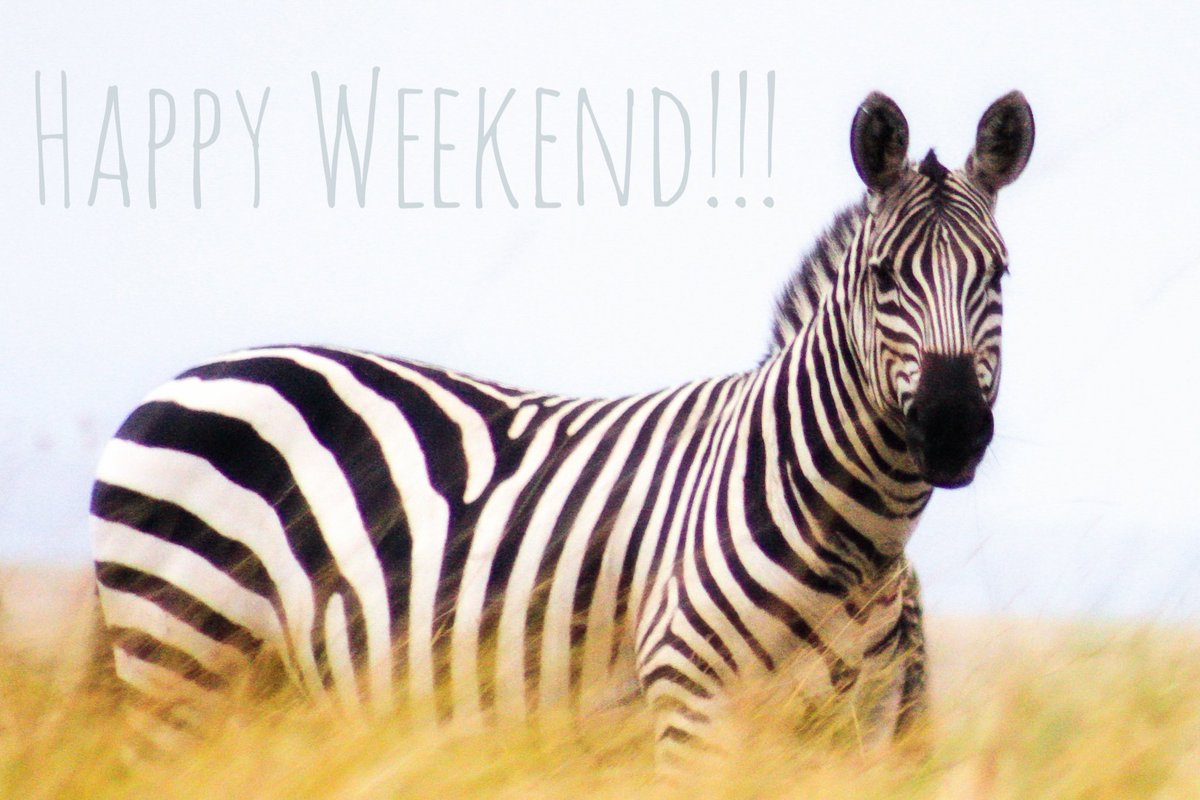 Offbeat Mara Camp tweet media