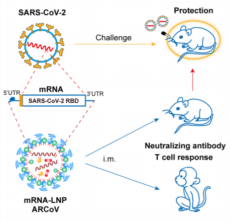 CellPressNews's tweet photo. Newly developed #ARCoV, a thermostable LNP-encapsulated mRNA vaccine platform, mounts a strong immune response in both mice and non-human primates, even protecting against #SARSCoV2 in mice. Read more at @CellCellPress https://t.co/od1X0qWFn3 https://t.co/53iguH8JYy