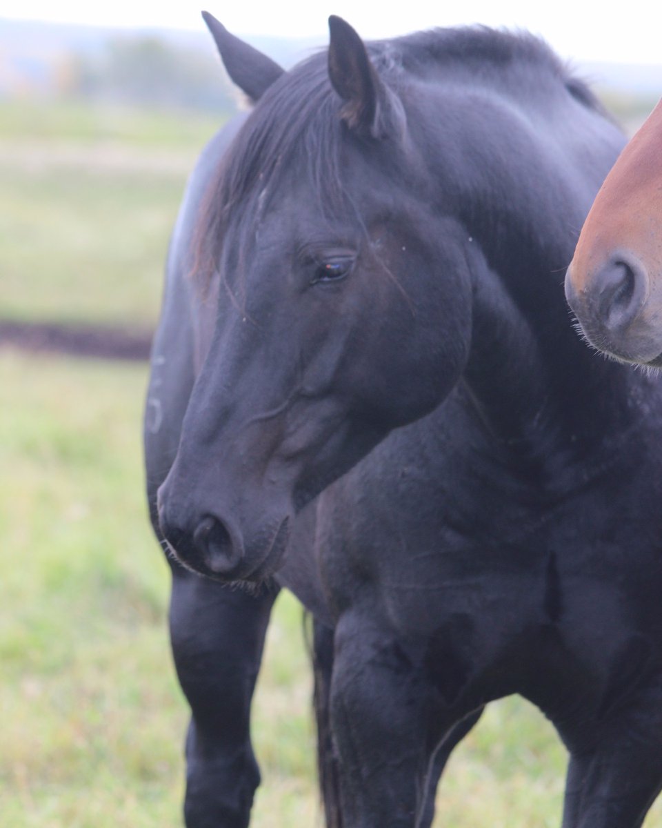 C5 Rodeo Company tweet media