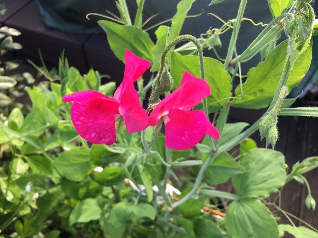 HOLD THE FRONT PAGE: MY SWEET PEAS HAVE FINALLY FLOWERED! I'm so bloody happy (and proud)!   https://twitter.com/girlonetrack/status/1272201064465534977?s=21