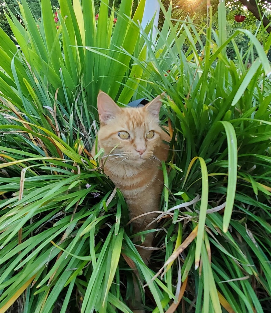 I am CAT, hear me ROAR!

#CatsOfIG #CatsOfInsta #CatsOfInstagram #Catsagram #Cats instagr.am/p/CDmAa26h00nF…