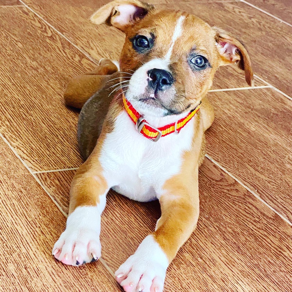 Manueljs78's tweet photo. Primer día en casa de #Tyson#stanfordshirebullterrier#todountrastro 😍 https://t.co/sTon8lidTD