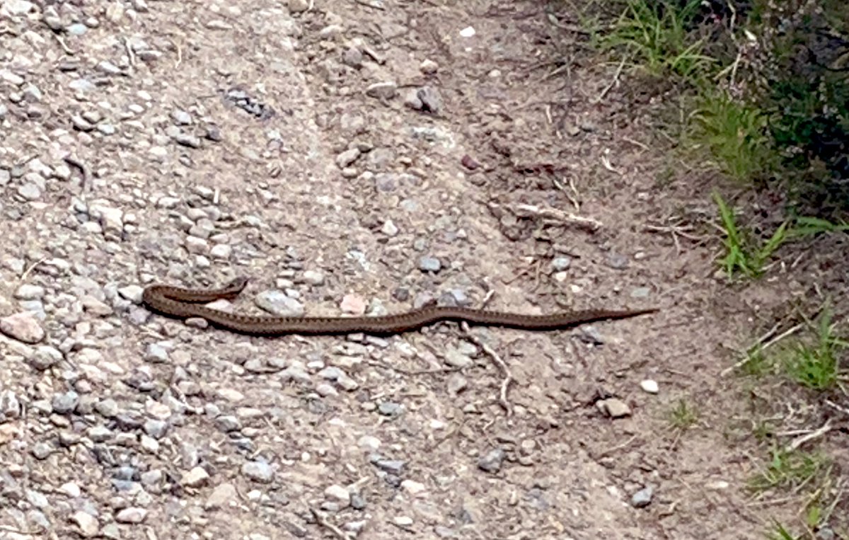 VoxelH's tweet image. Today on nature watch. Britain’s most (and only) venomous snake: the added