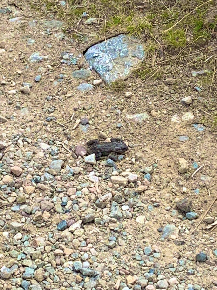 VoxelH's tweet image. Today on nature watch. Britain’s most (and only) venomous snake: the added