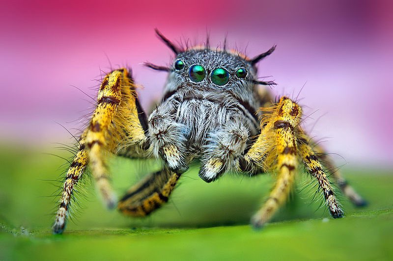 8/ Phidippus mystaceus (Author:  @ThomasShahan, Wikipedia, Creative Commons,  https://commons.wikimedia.org/wiki/File:Adult_Male_Phidippus_mystaceus_Jumping_Spider.jpg)Species suggestion courtesy of  @tea_francis! 