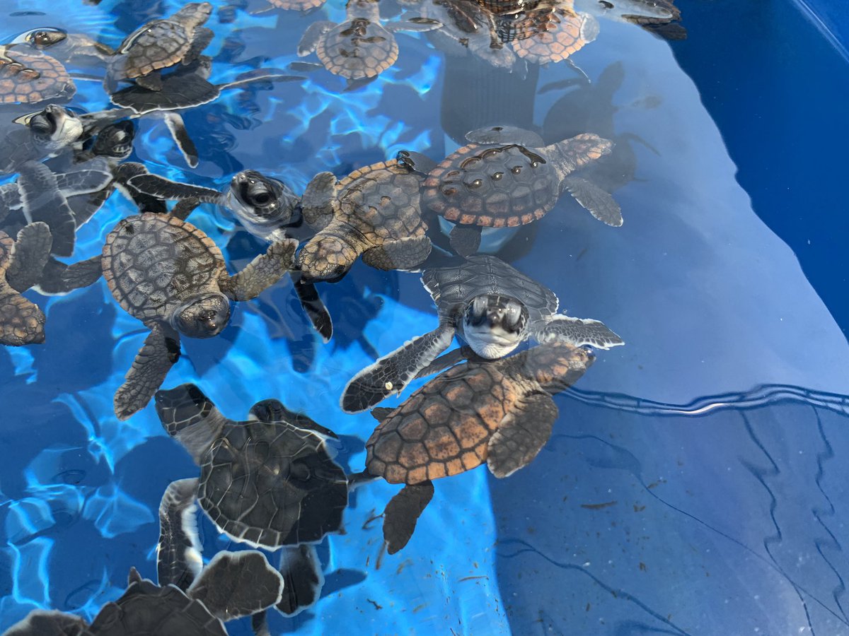 LoggerheadMC's tweet photo. We have an abundance of green and loggerhead hatchlings at our Center. Because leatherbacks are pelagic (deep divers who know no bounds), we do not rehabilitate the hatchlings at our Center. Learn more when you visit in-person or virtually: https://t.co/BBPWJTy8vI https://t.co/jV1rR3lceU