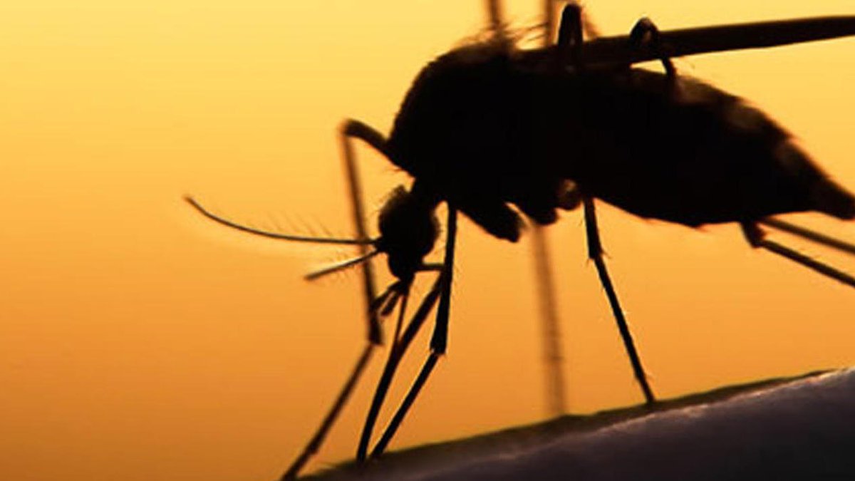 montpellier_'s tweet image. Luttons contre la prolifération du #MoustiqueTigre 🦟
✅ Privons-le d'eau : matériels de jardin, pots de fleurs, gouttières, piscines, déchets... Retrouvez des gestes simples à adopter ici 👉bit.ly/2DKRfr2

@EIDMediterranee