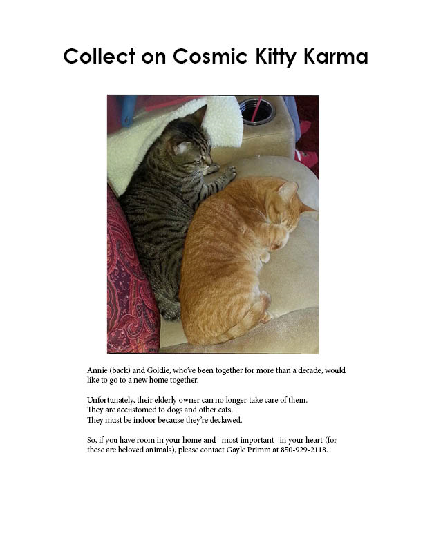 donna_sewell's tweet photo. Valdosta area friends, please help find a permanent home for these cats who have been together for more than a decade. https://t.co/2wFwpehIiX