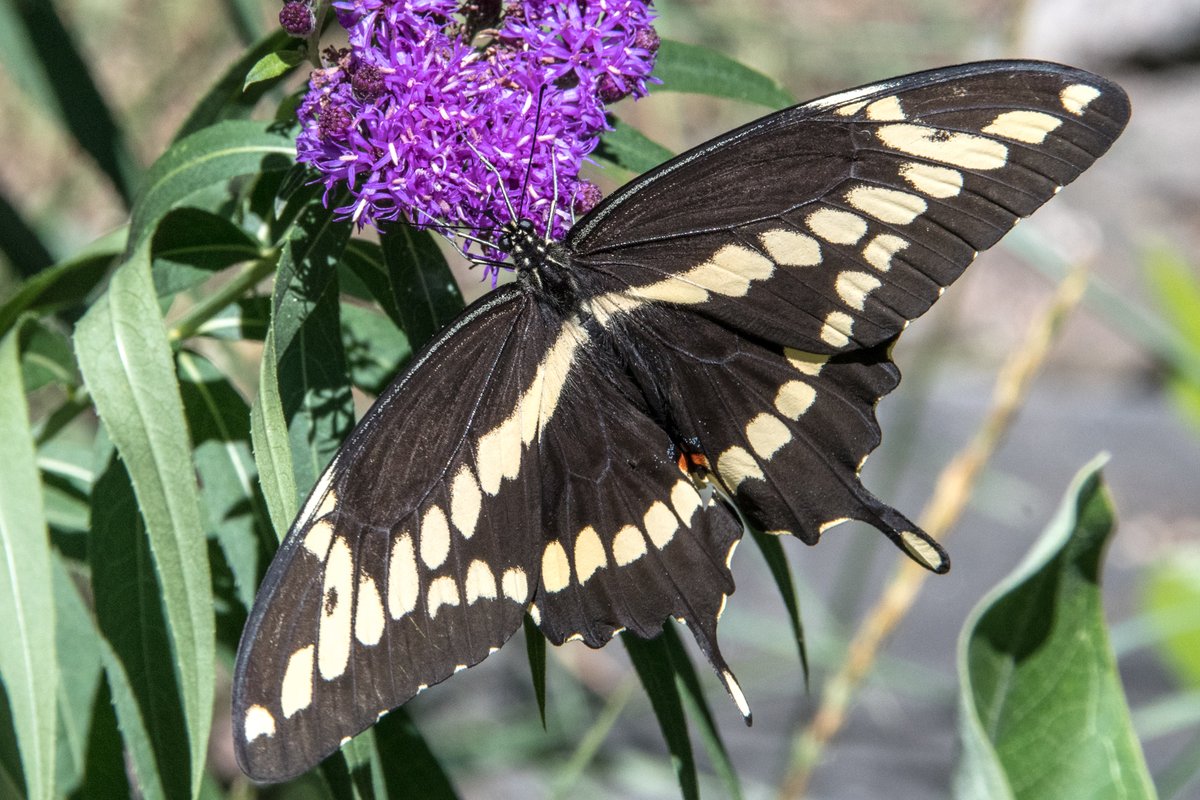 Beaver Creek Reserve tweet media