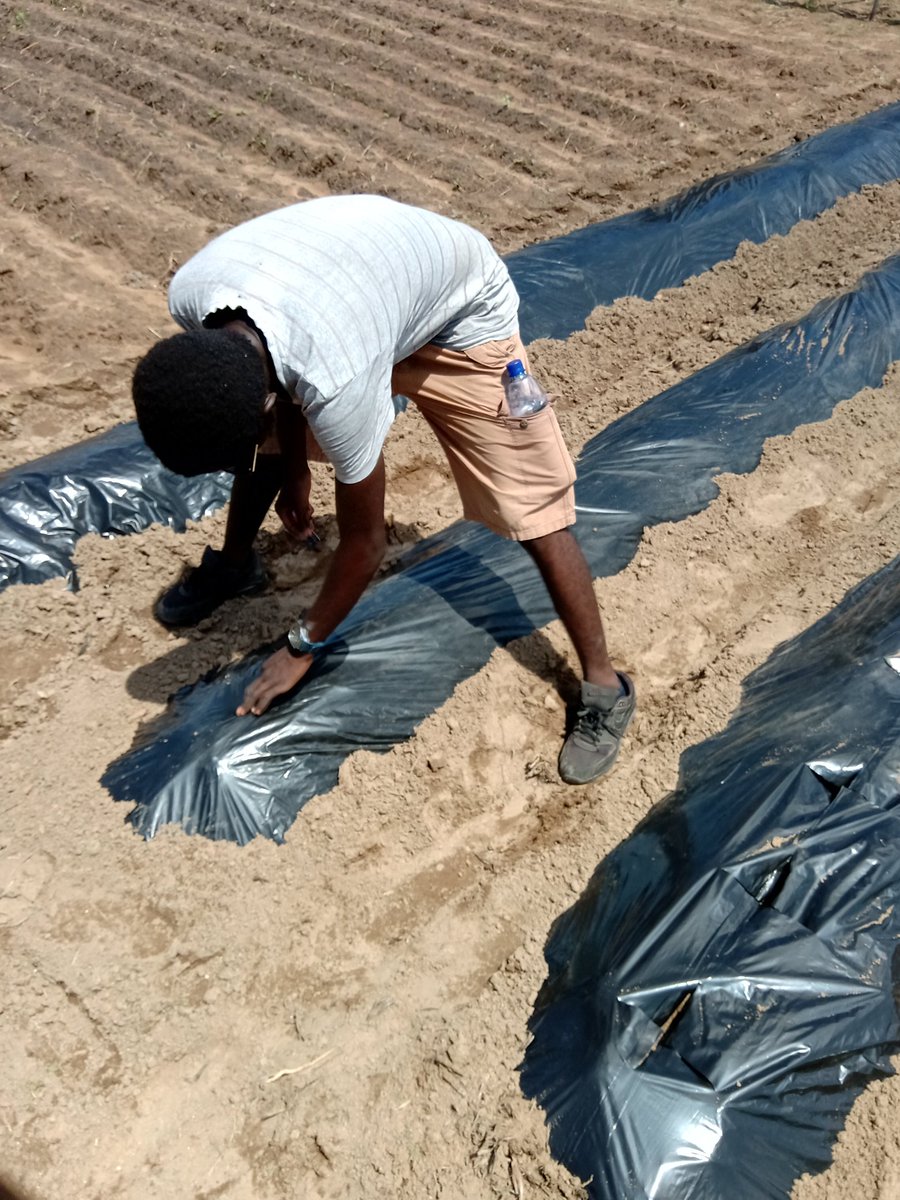 FarmerTee1's tweet photo. In progress https://t.co/HhqsrqYR8R