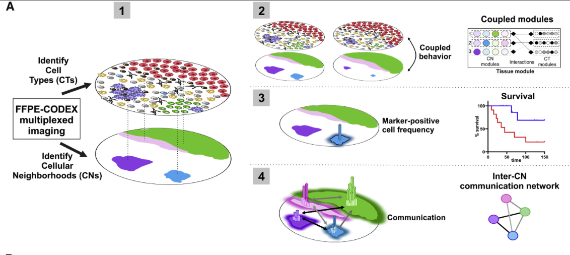 mmw_lmw's tweet photo. Multiplexed #Tissue_Imaging | Coordinated Cellular Neighborhoods Orchestrate #Antitumoral_Immunity at the #Colorectal_Cancer Invasive Front | Garry Nolan @StanfordMed @CellCellPress https://t.co/0Fs1W0BgjG https://t.co/TPZ1LvgchU