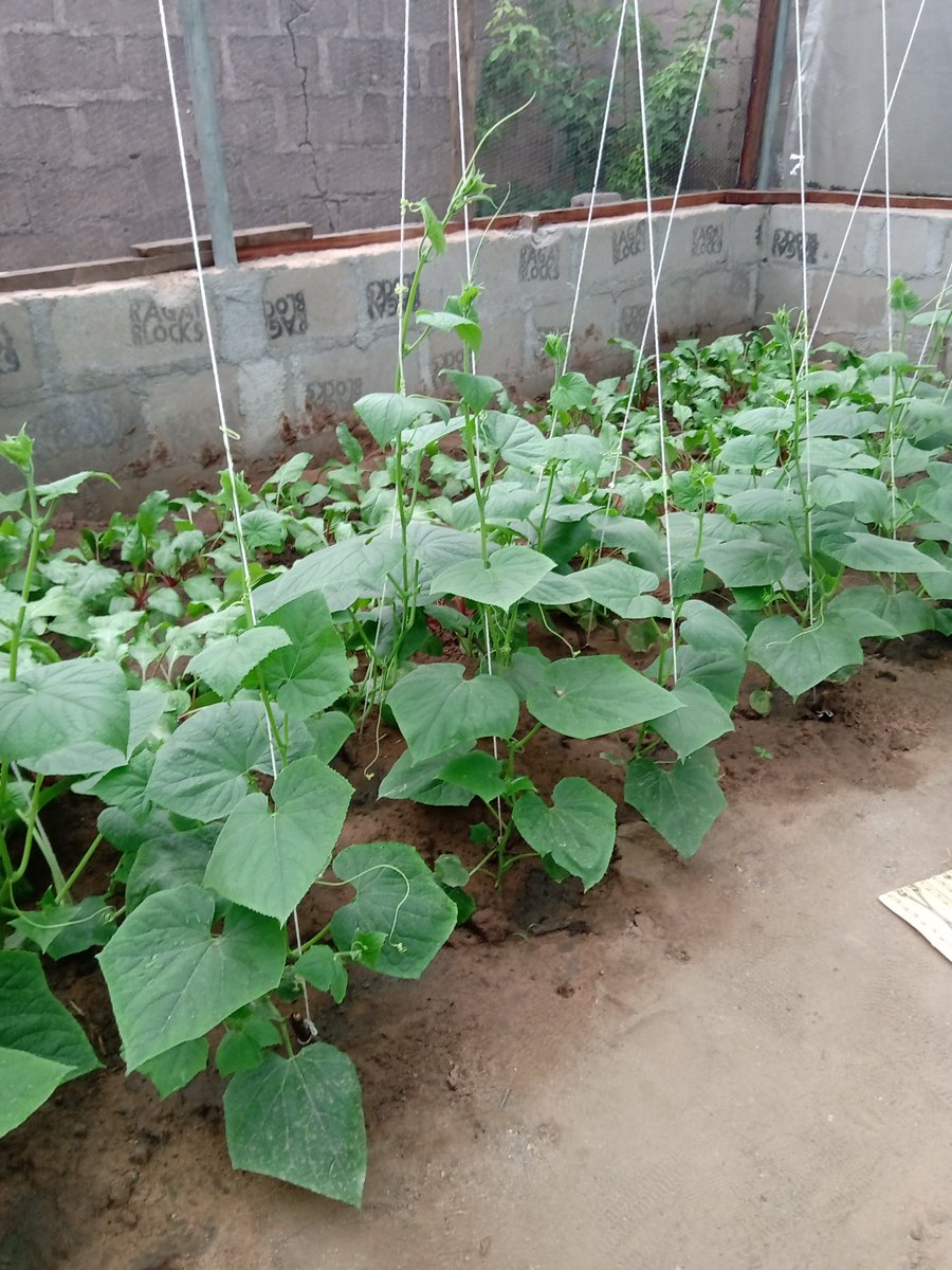 FarmerTee1's tweet photo. TRANSFORMING ENVIRONMENT INTO ECONOMY https://t.co/bTLEbbwif4