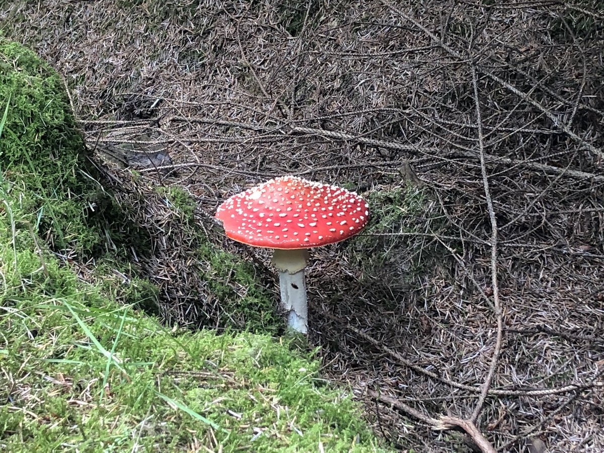 Yesterday was checking out only round structures... Ladybower Reservoir and its rockstar fungi