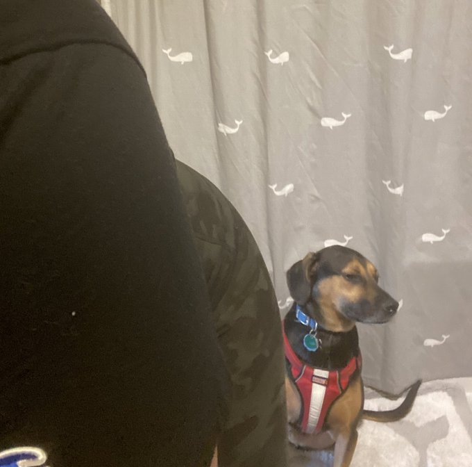 Me: *listening to WAP &amp; twerking while getting ready*  My Dog: &ldquo;I&rsquo;m so tired of your bullshit&rdquo; https://t