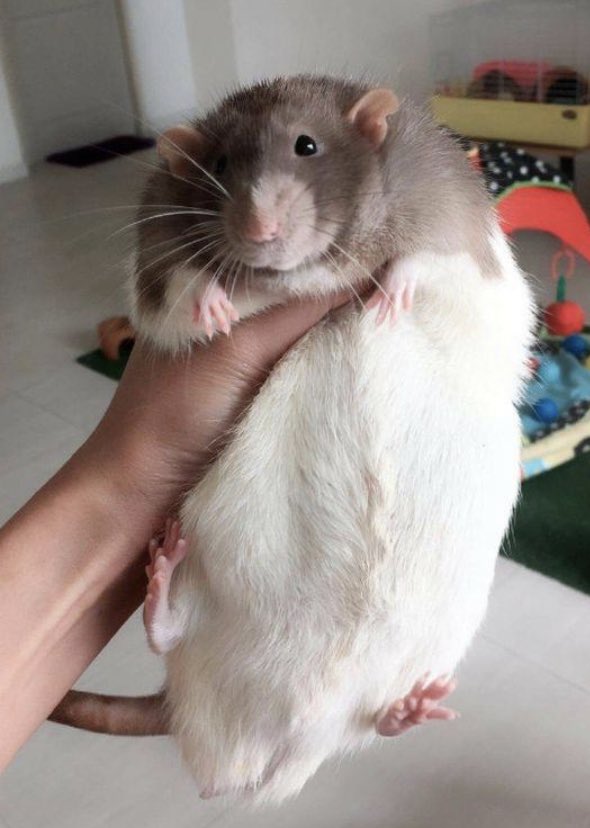 DailyRodents tweet picture