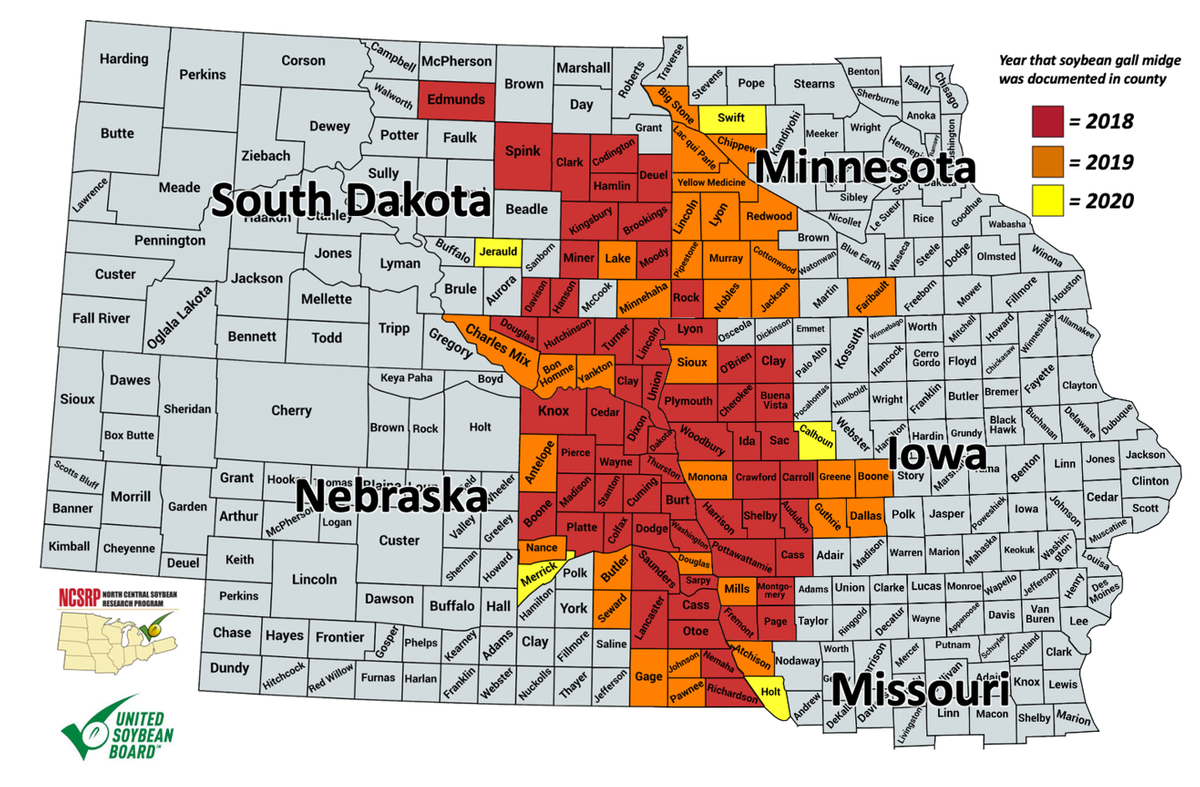 justinmcmechan's tweet photo. Now is a good time to check and see if #soybeangallmidge is in your field. Five new counties identified already this year (100 total). Thank you NCSRP and @UnitedSoy for funding the survey. See https://t.co/SyjkFQT9Am for a video on scouting. Photos needed to verify new counties. https://t.co/Ixjf4SQqoM