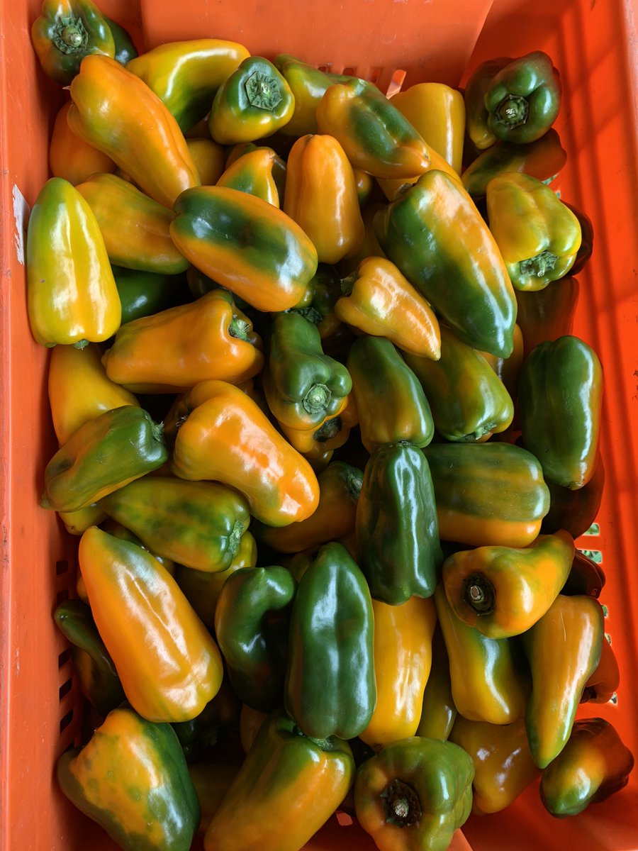 Tomate tipo “Cluster” producido exclusivamente para <a href="/Riba_Smith/">Riba Smith Panamá</a> También producimos tomate de Mesa, tomate Perita, ají Nathaly rojo y mini Peppers. Apoyemos al productor nacional. Volcancito, Boquete, Chiriquí.