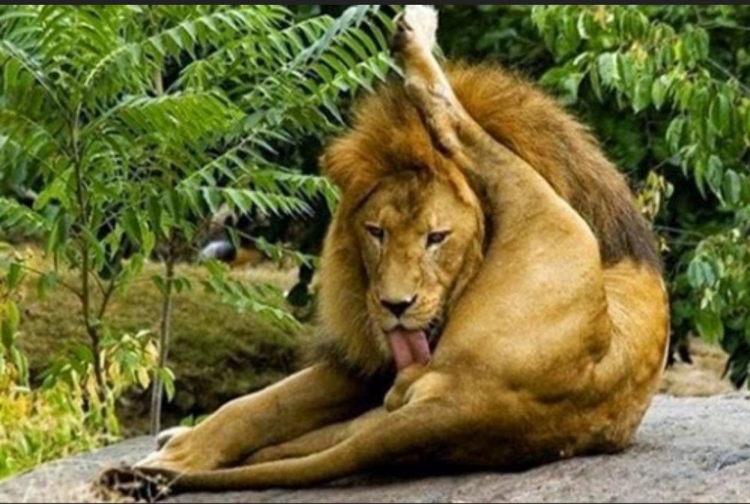Shami_Witless's tweet photo. @RedPilltakenQ this is you, right?
A lion of QAnon? https://t.co/akOyqjOLLo