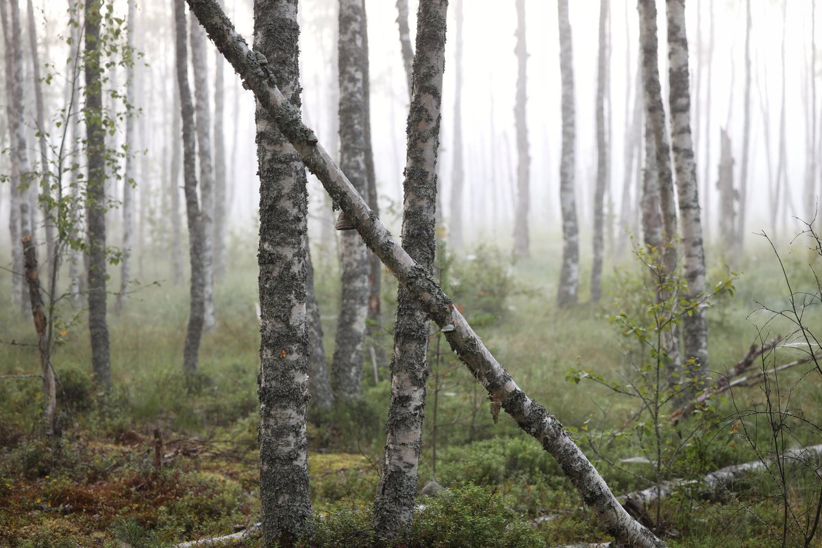 HeliNukki's tweet photo. Usva vaalensi koivikon,
kultasi kuljut mäntyineen.
Valo toi esiin seittien meren,
aurinko värien loiston.
Tuoksui kirpeälle.
Kuului vain kulkijan imaisevat askeleet mättäiköllä.
Olin.
#suolla #luonto #nature #maisema #landscape #valokuvaus #photography #KetonukkiDesign #canoneosR https://t.co/keViVaNYUF