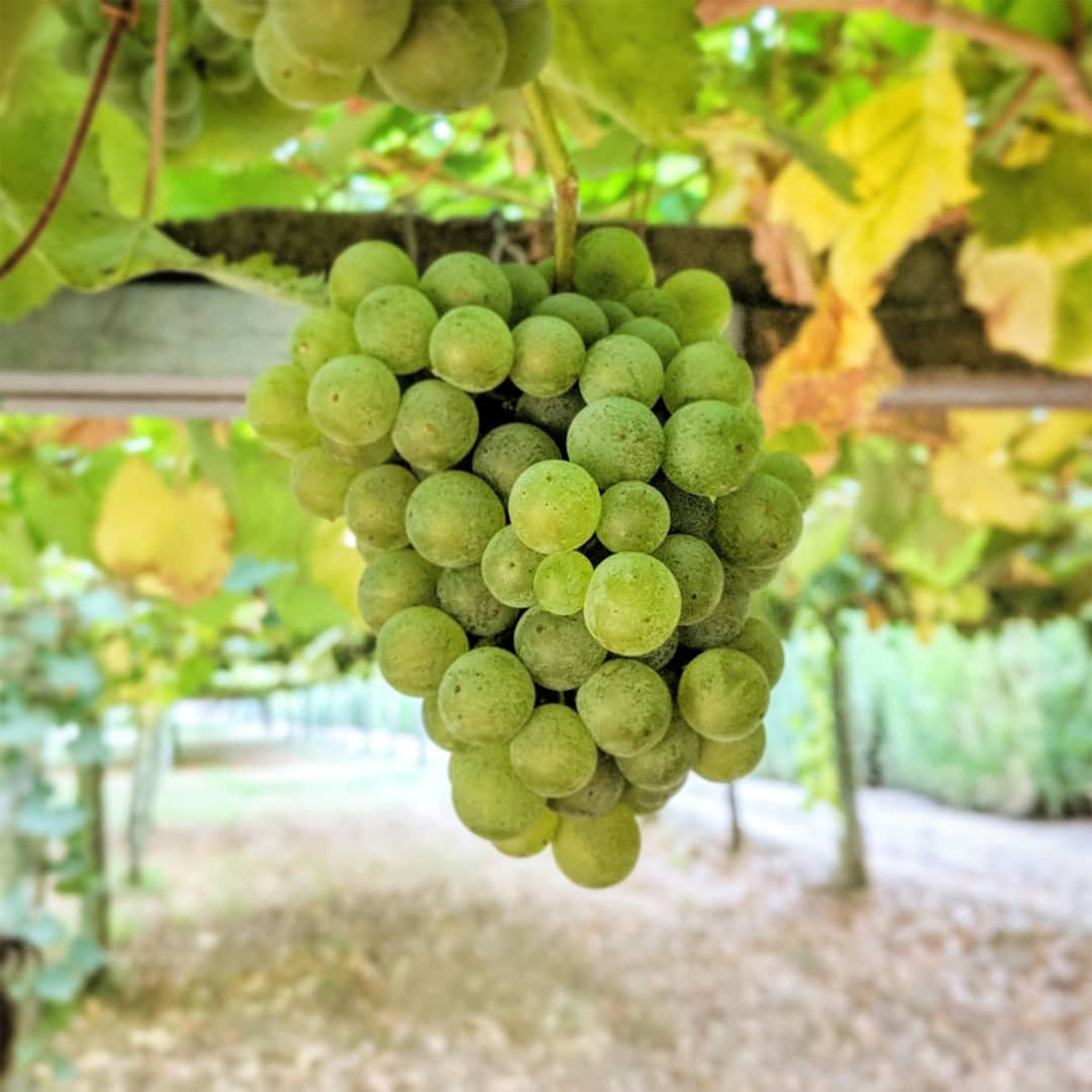 RiasBaixasWines's tweet photo. Back away from the #Chardonnay! Find out why Albariño should be on your “wines to try” list this summer from #dipWSET student @JaclynMisch: https://t.co/nz5fcycHS1 https://t.co/0DCVCV87dX