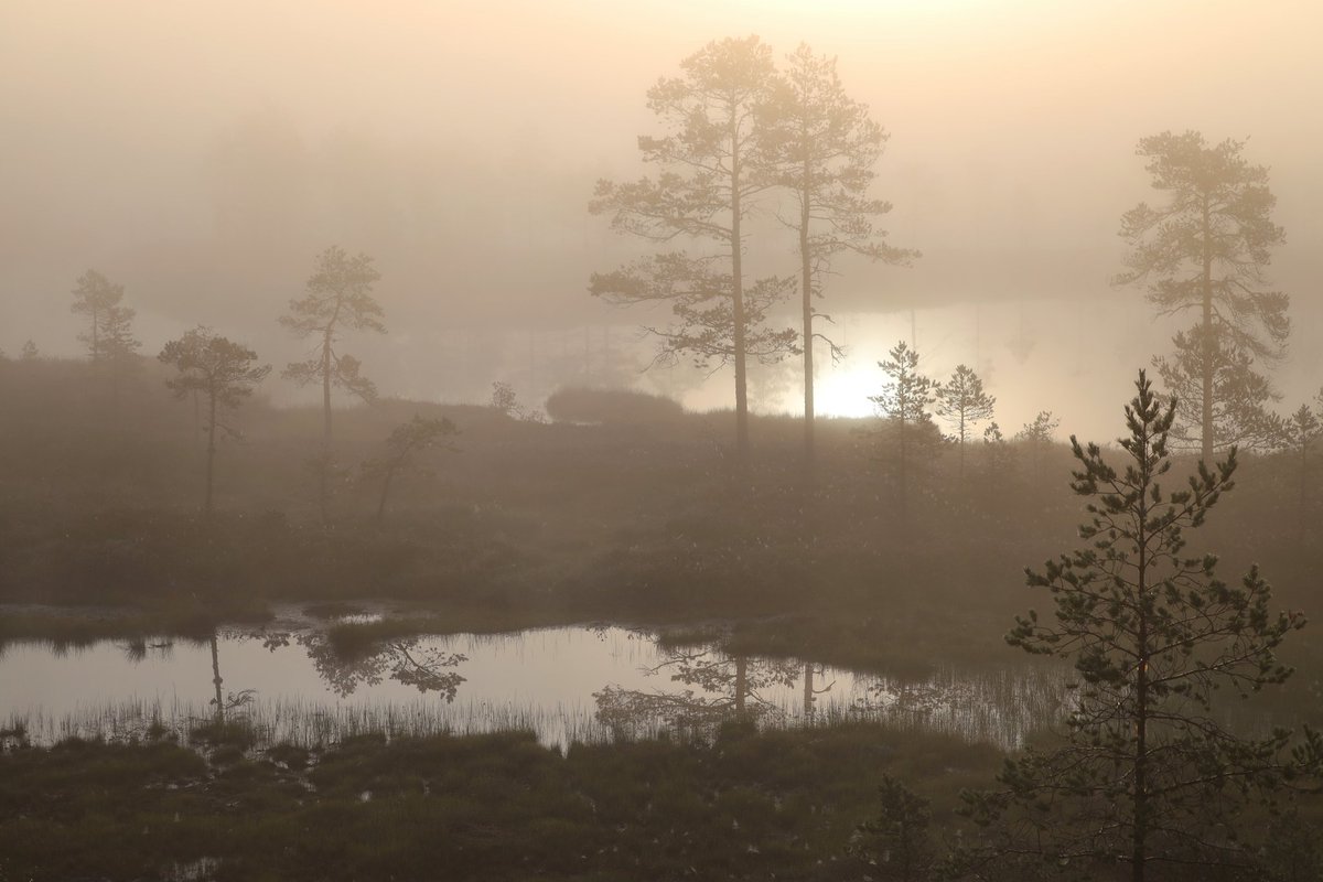 HeliNukki's tweet photo. Usva vaalensi koivikon,
kultasi kuljut mäntyineen.
Valo toi esiin seittien meren,
aurinko värien loiston.
Tuoksui kirpeälle.
Kuului vain kulkijan imaisevat askeleet mättäiköllä.
Olin.
#suolla #luonto #nature #maisema #landscape #valokuvaus #photography #KetonukkiDesign #canoneosR https://t.co/keViVaNYUF