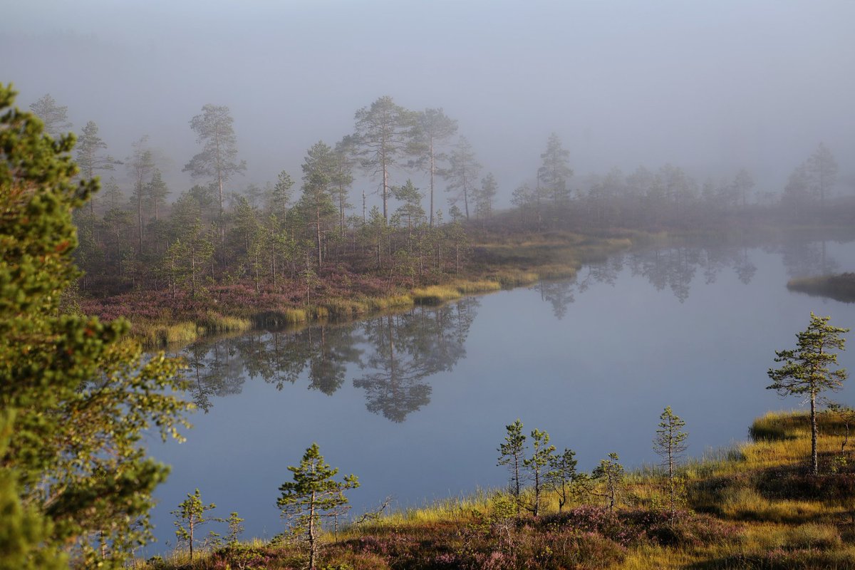 HeliNukki's tweet photo. Usva vaalensi koivikon,
kultasi kuljut mäntyineen.
Valo toi esiin seittien meren,
aurinko värien loiston.
Tuoksui kirpeälle.
Kuului vain kulkijan imaisevat askeleet mättäiköllä.
Olin.
#suolla #luonto #nature #maisema #landscape #valokuvaus #photography #KetonukkiDesign #canoneosR https://t.co/keViVaNYUF