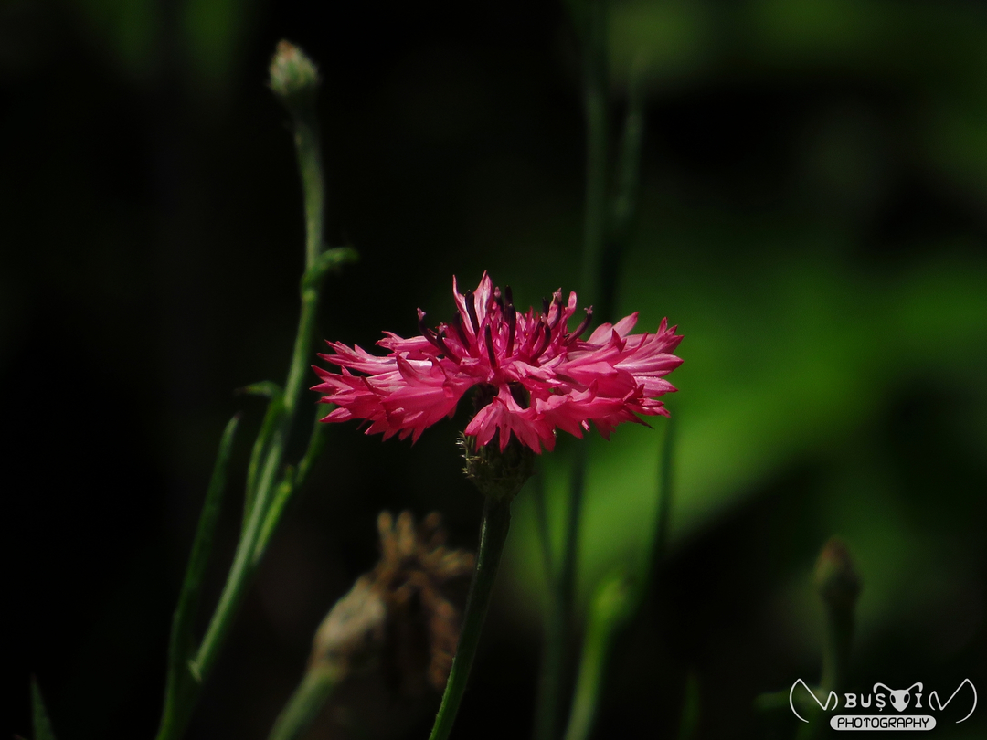 busoivv's tweet photo. Flower_13.

● Canon SX540 HS
● Rm. Vâlcea - România
● 24 June 2020 - 1:27 PM
● ƒ/6.5 ∘ 1/1250s ∘ 215mm ∘ ISO 100

Photo © Vasile Viorel Buşoi. All rights reserved.

#nature #photography #macrophotography #macro #flower #wildlife #colourful #romania #closeup #canon https://t.co/VcVk8RHHe4