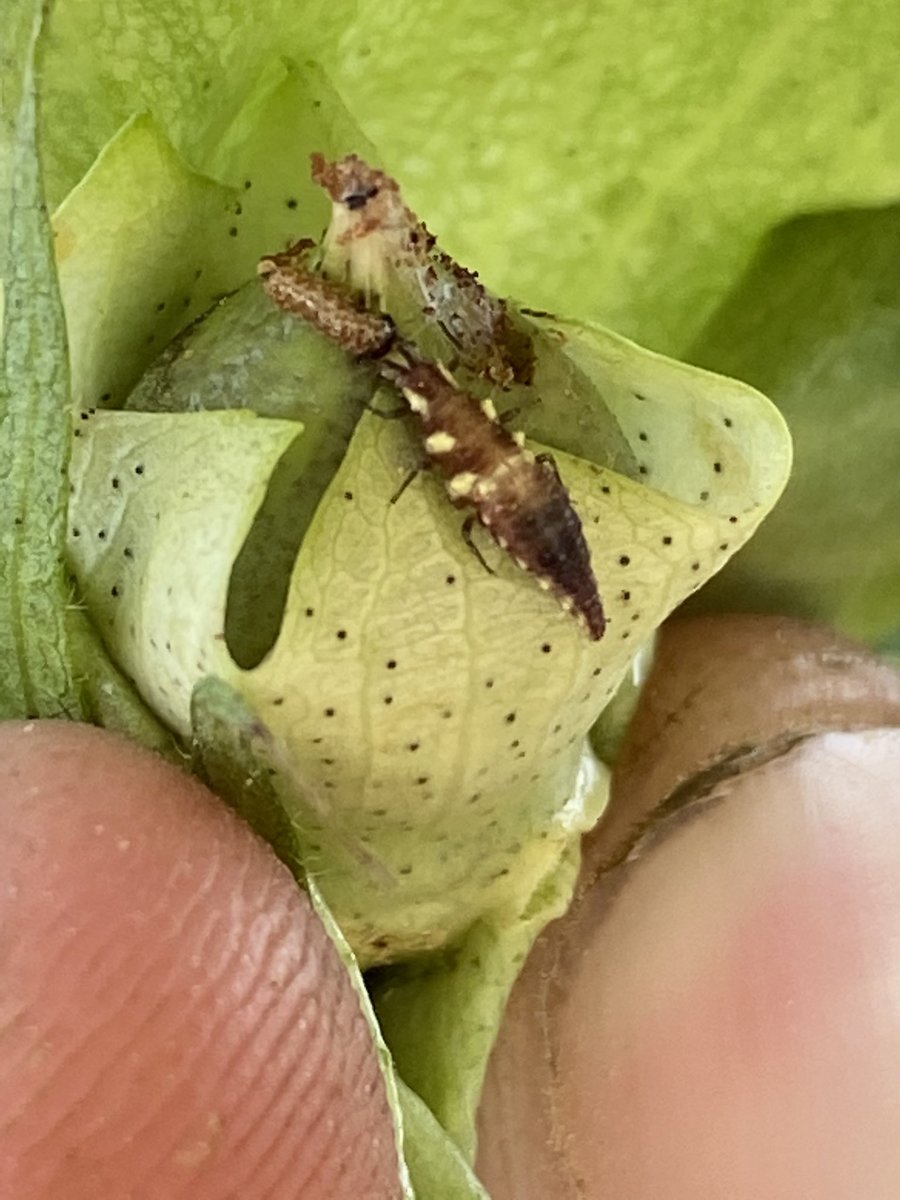 Jeffrey Gore (@jeffgore99) on Twitter photo Grad student <a href="/j_smith1507/">Jacob Smith</a> had great find while checking a worm test. Lacewing larva eating a bollworm under a bloom tag. Grad student <a href="/j_smith1507/">Jacob Smith</a> had great find while checking a worm test. Lacewing larva eating a bollworm under a bloom tag.