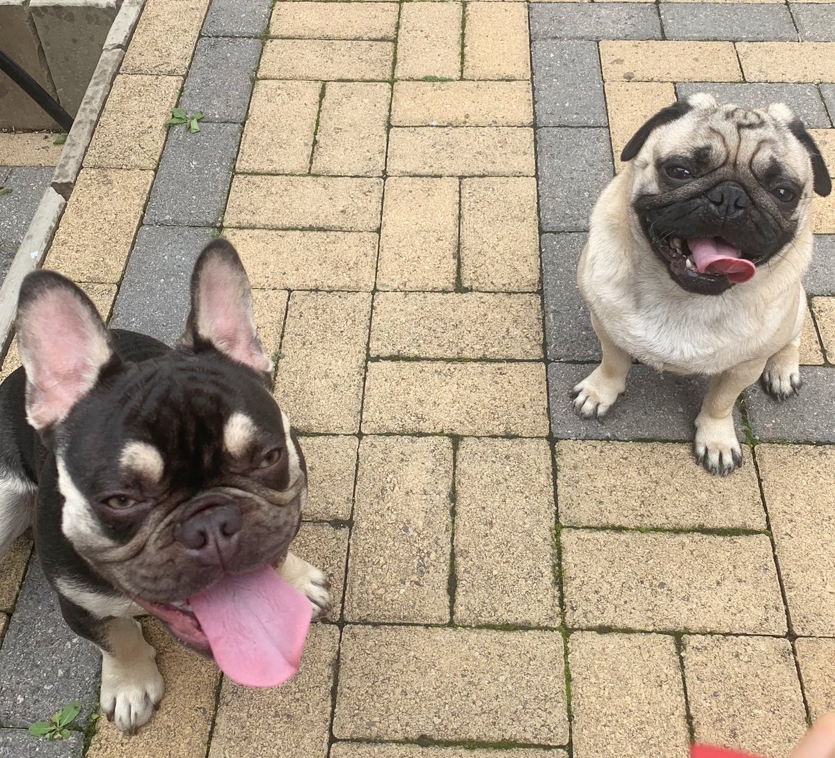 alfie_pug's tweet photo. me &amp; my cousin Arthur today playing in the Garden ☀️❤️🐕🐾 https://t.co/gqUm6DMrno