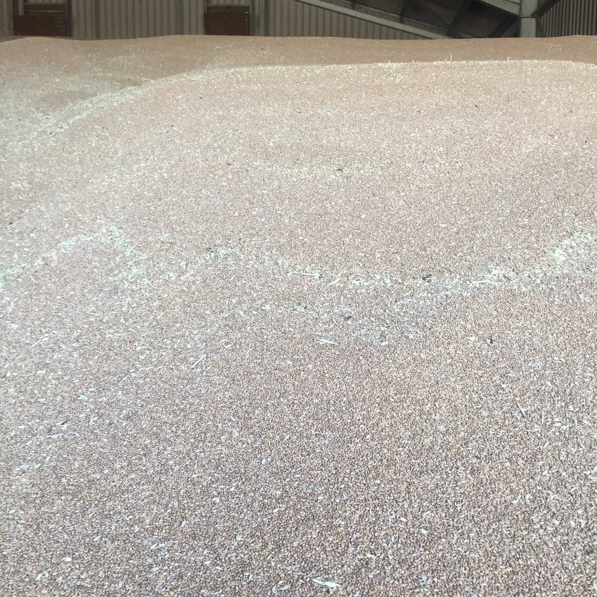 TheGrainOffice's tweet image. Ooooft bit hot 🥵 here. Still at it doing a bit of #freesampling @Grainboy