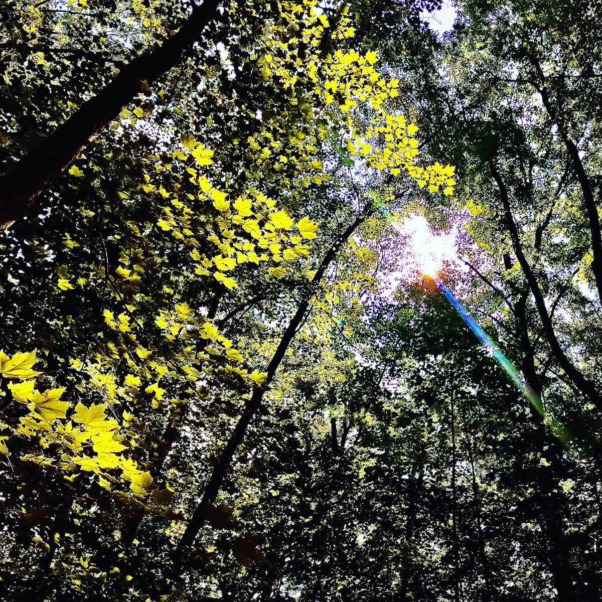 E2Running's tweet photo. “Oh my, my darlin', keep your head up, keep your heart strong”
@runinrabbit @runwithrivs #radrabbit #borntorunfree #runforrivs #rageforrivs #teamrivs #trailrunning #trails #nature #getoutside #runsolo #trailtime #lookup https://t.co/McLlTbucJ8