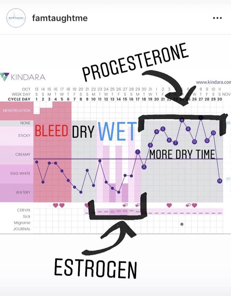 here’s how the menstrual cycle hormones interact with cervical fluid production  #WAP  
