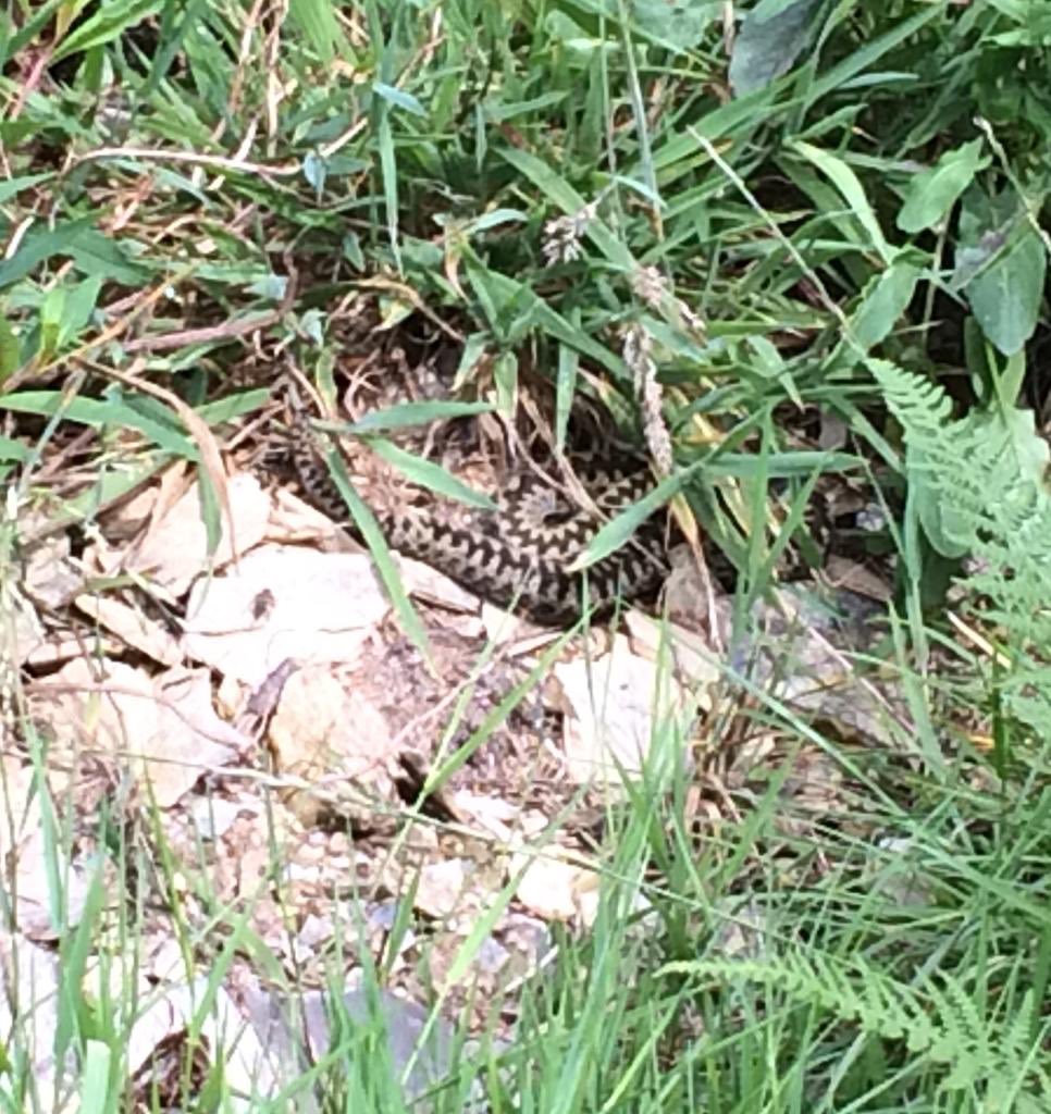 Adders are Amazing! tweet media