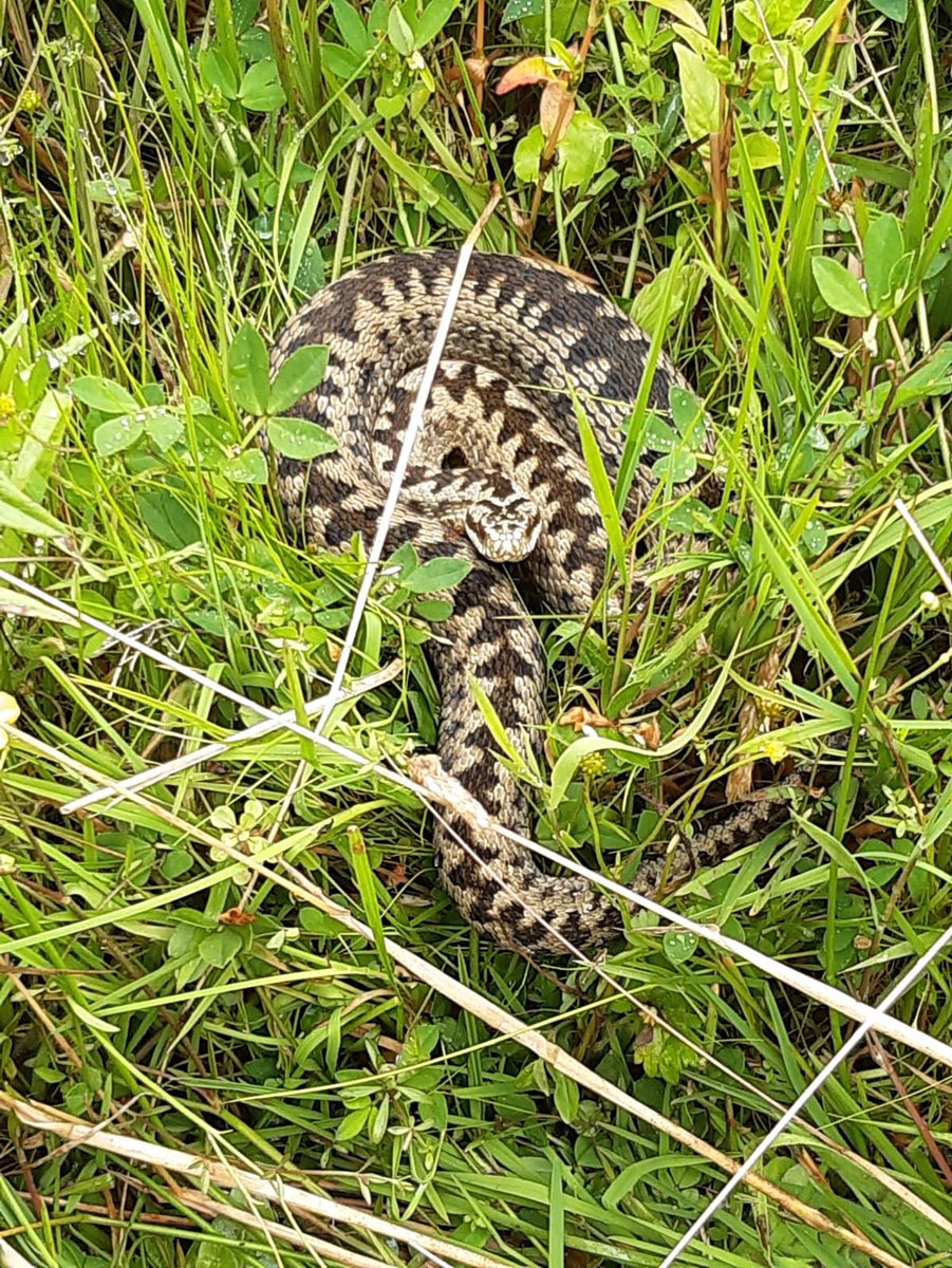 Adders are Amazing! tweet media