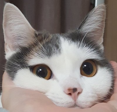TodoDiaGatinhos's tweet photo. https://t.co/gGCmSbKDRT