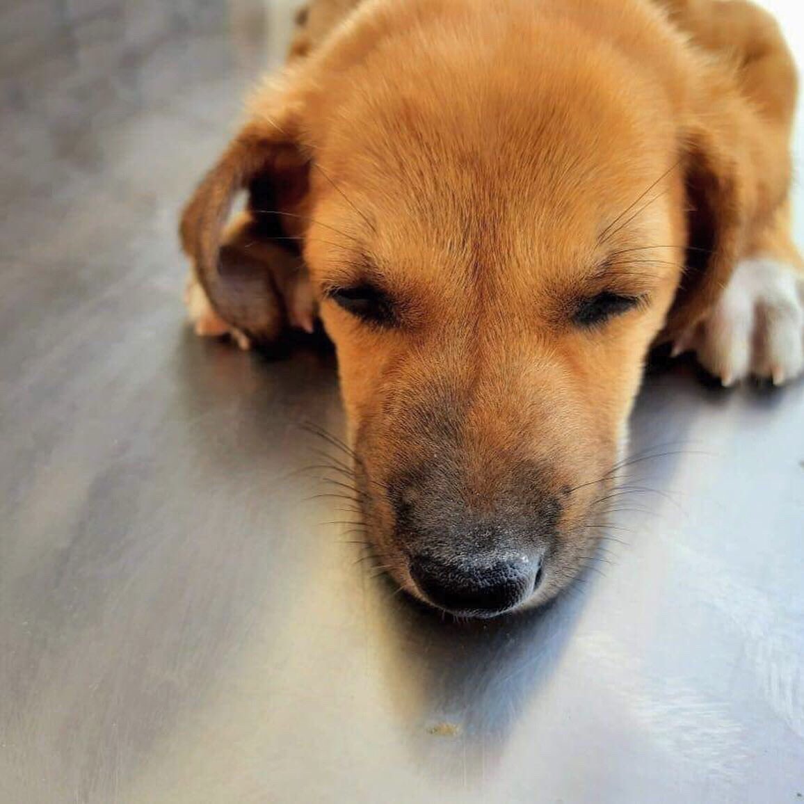 pawsitivesanc tweet picture
