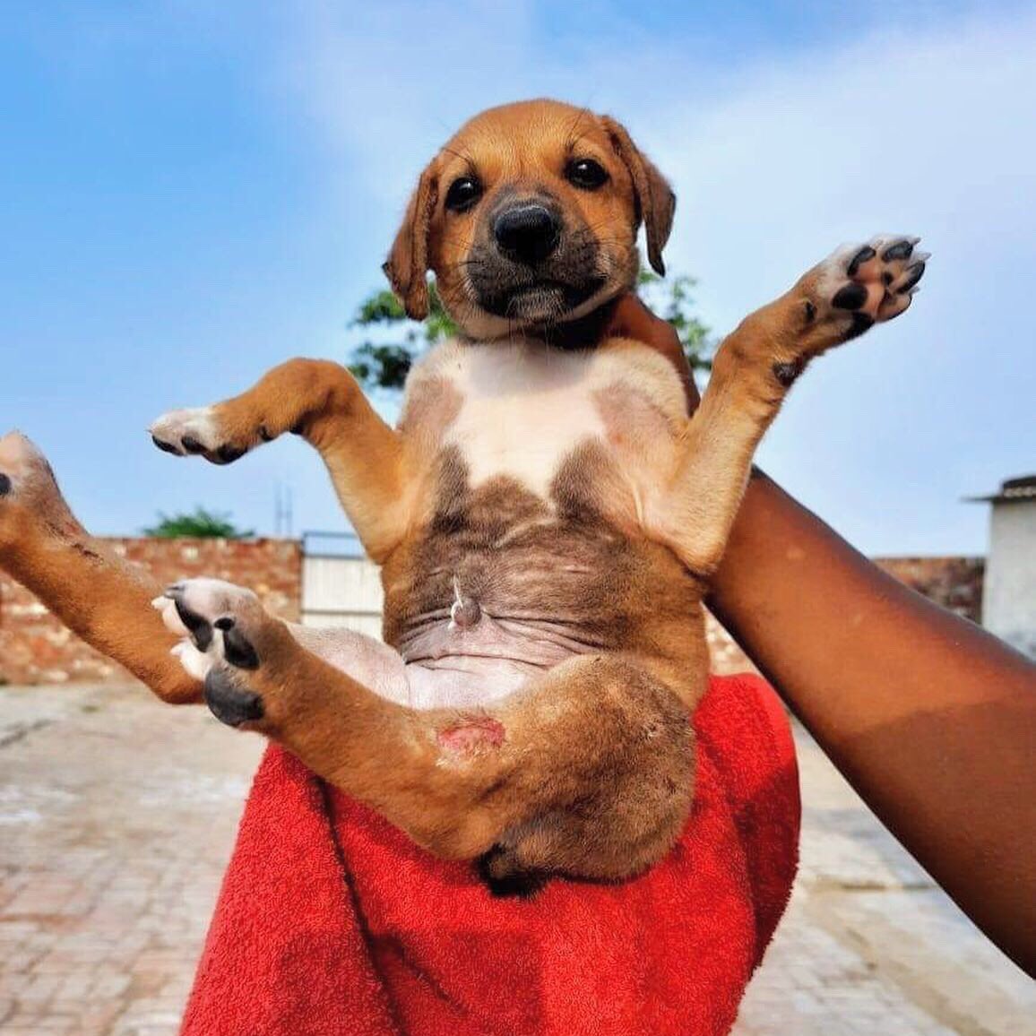 pawsitivesanc tweet picture