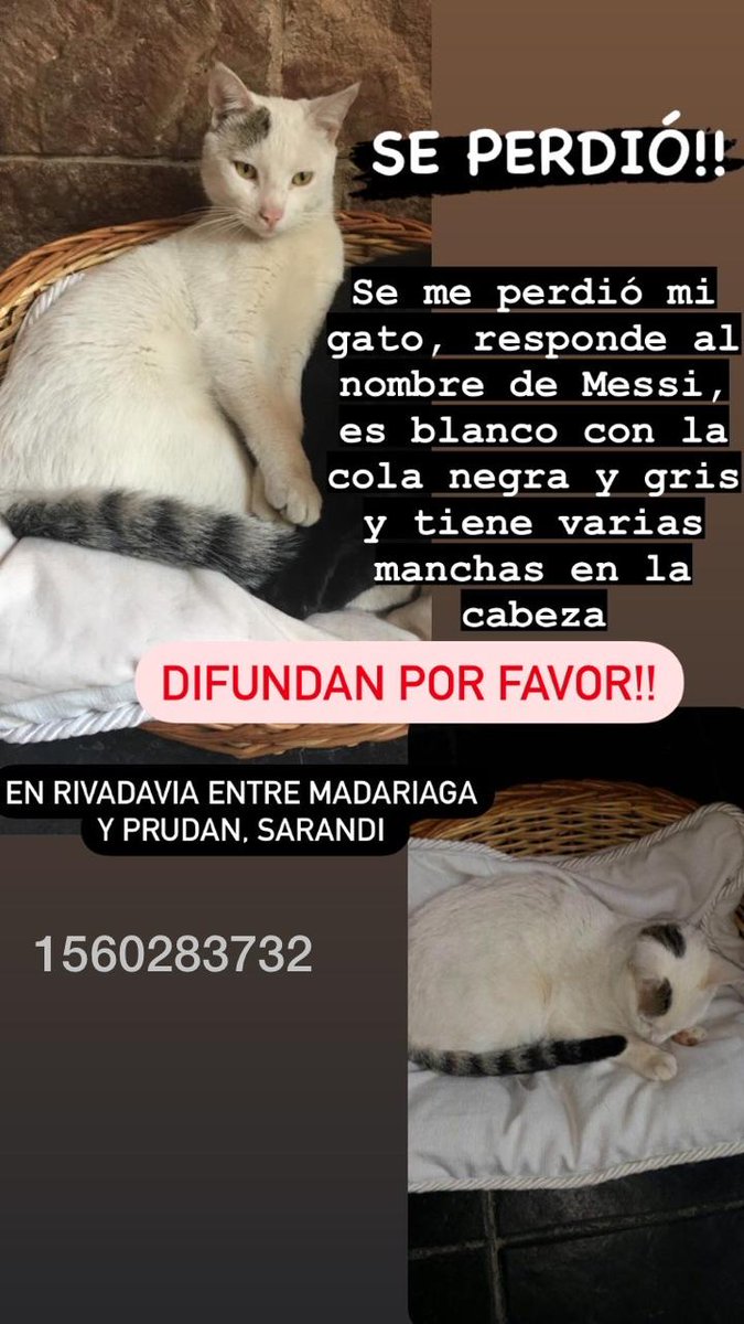 mcg1465's tweet photo. Se perdió en Sarandí Avellaneda
Lo buscan por todos lados. 
En la publicación está el celular de contacto
RT x favor🙏
Tiene que volver o aparecer🙏 https://t.co/ouczbjW4FM