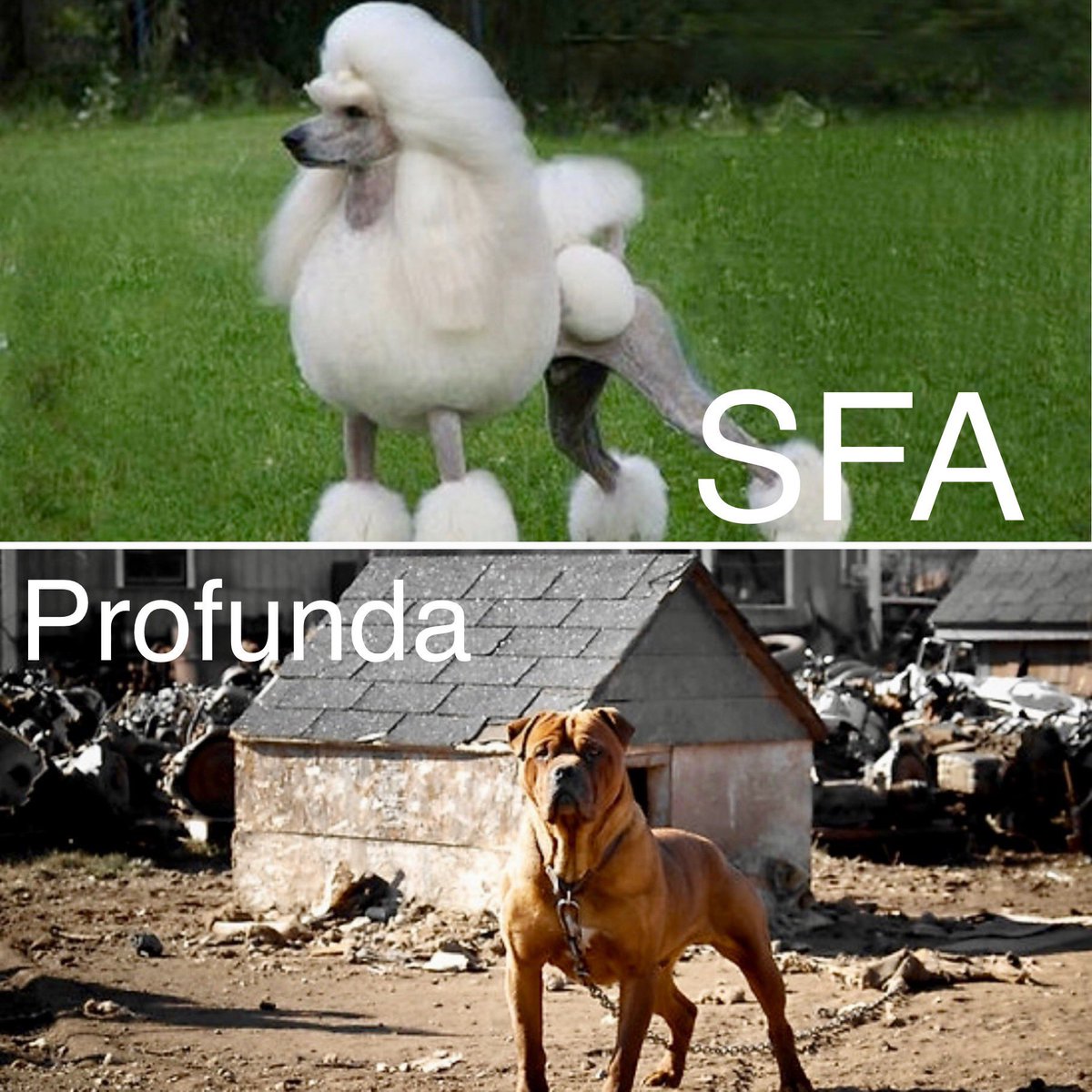 The SFA is like a poodle. We do lots of things to make it look pretty but it doesn’t guard the house. The profunda is like a junkyard dog. We don’t even name the branches but it guards the entire leg. #Endovascular #VascularSurgery #Profunda #CLI #vascular #dontjailprofunda