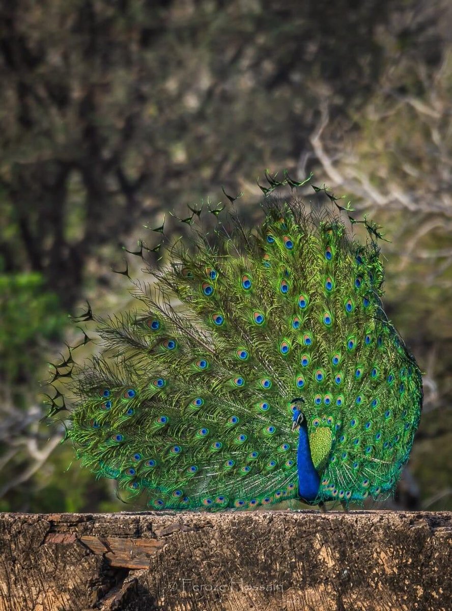 The dancing beauty..