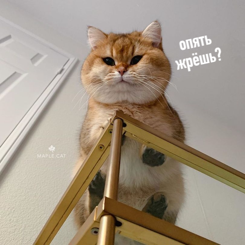 Разрыхлитель Мозгов™ tweet media