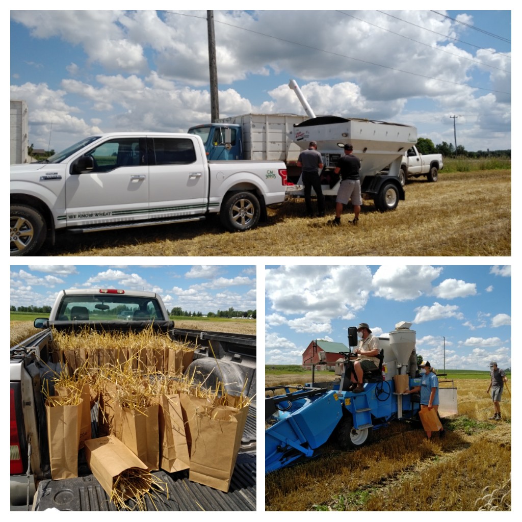 Ellen Sparry (@ellen_sparry) on Twitter photo #plotsplotsplots! After a rainy weekend the entire #wheatteam are finally back at winter wheat harvest. Stripe plots with <a href="/WheatTeam_Tim/">Tim Meulensteen</a> <a href="/thewheatteam/">Rob McLaughlin</a> #Researchplots for the research team! #seriousaboutwheat #plotsplotsplots! After a rainy weekend the entire #wheatteam are finally back at winter wheat harvest. Stripe plots with <a href="/WheatTeam_Tim/">Tim Meulensteen</a> <a href="/thewheatteam/">Rob McLaughlin</a> #Researchplots for the research team! #seriousaboutwheat